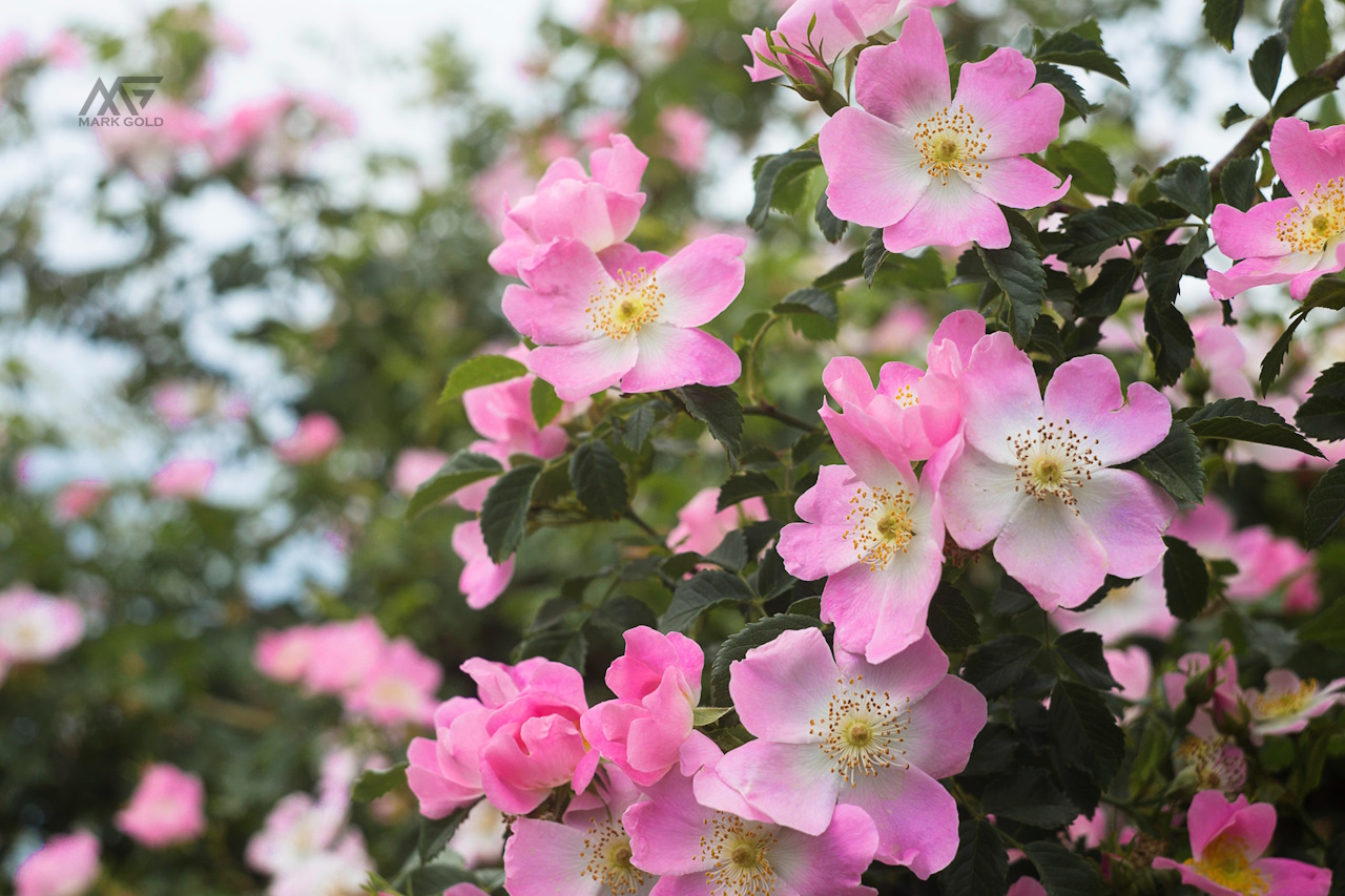 کاشت گل نسترن