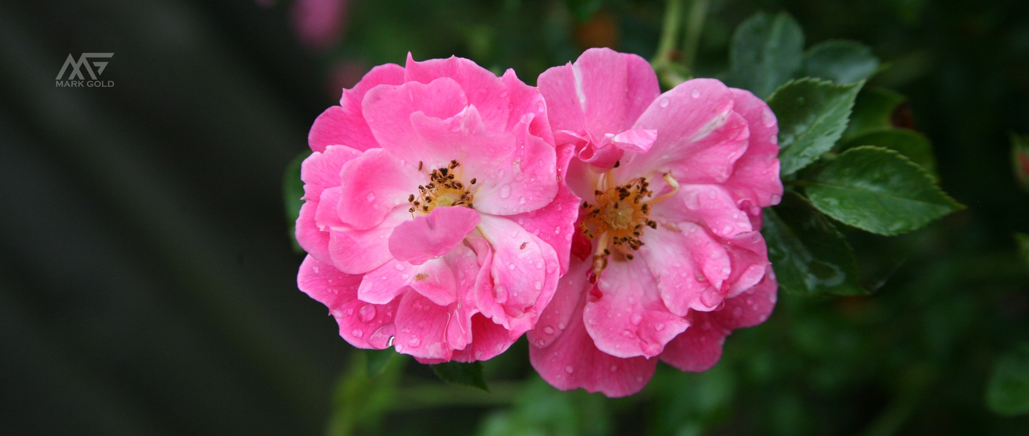 تصویر گل نسترن